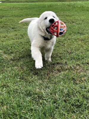English Cream puppy playing with toy