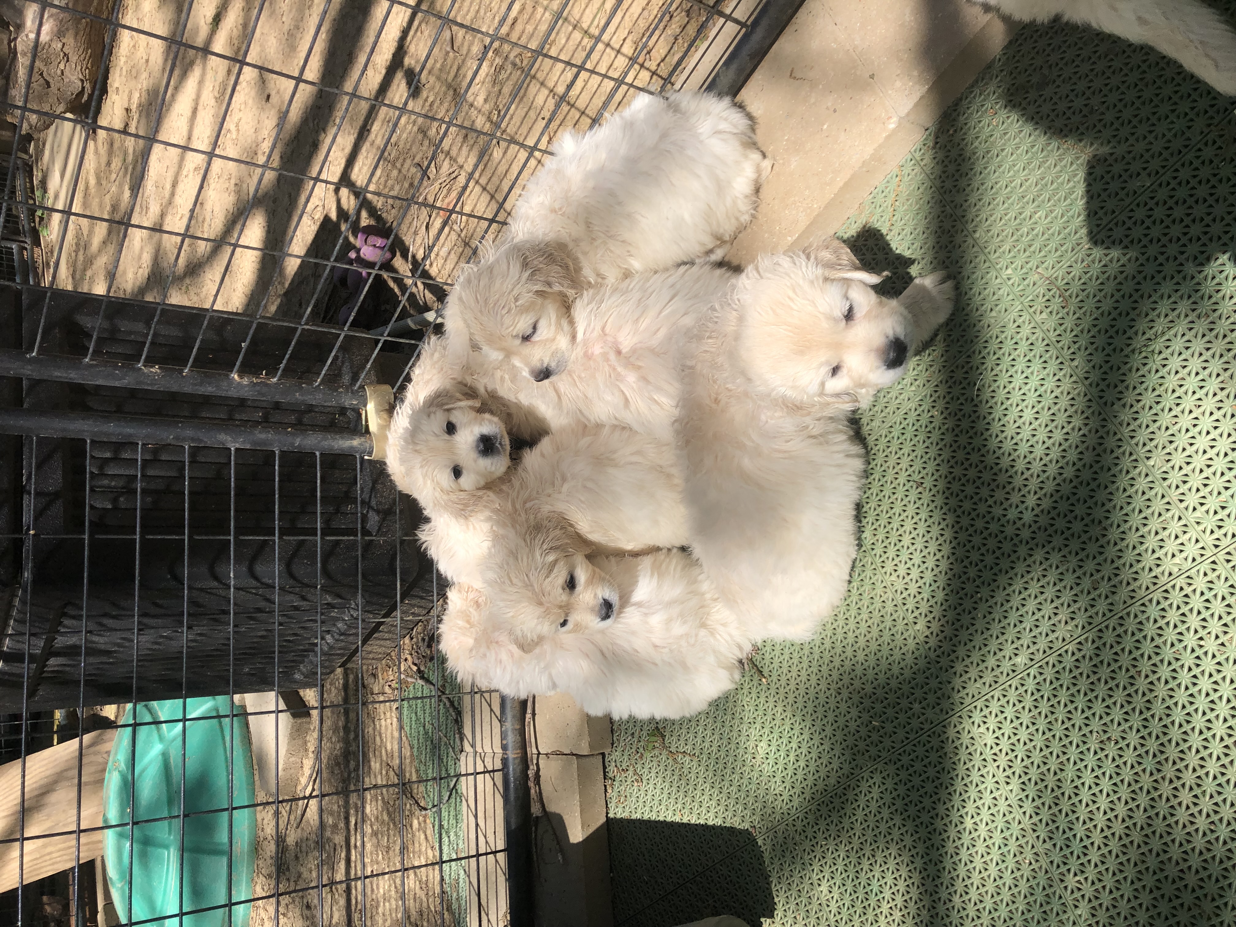 Puppies huddled up in a pack