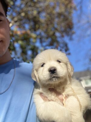 Selfie with english cream golden puppy