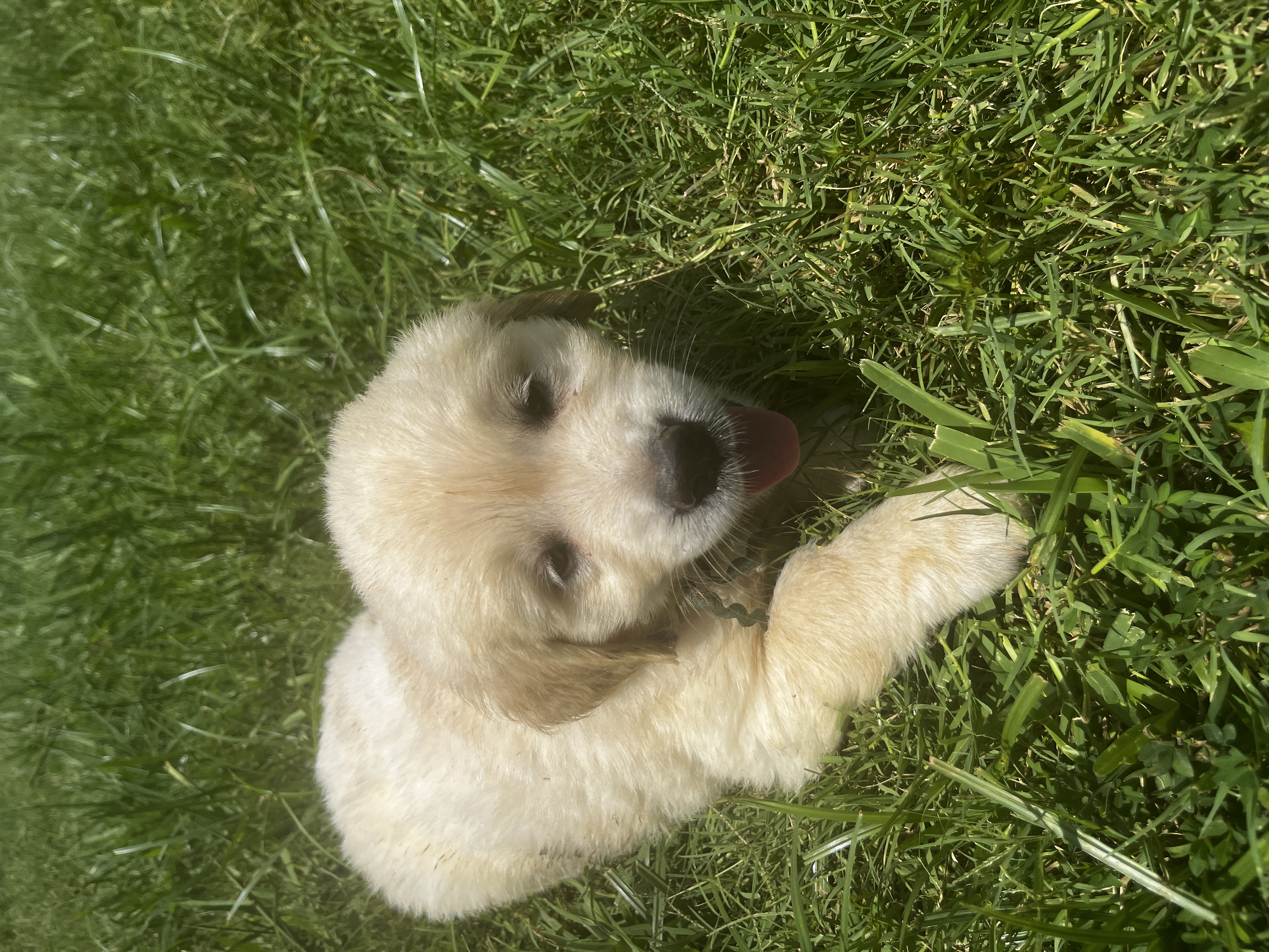 English Cream Puppy in the grass