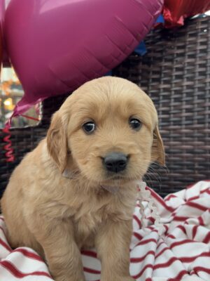 Light Golden puppy with huge puppy dog eyes