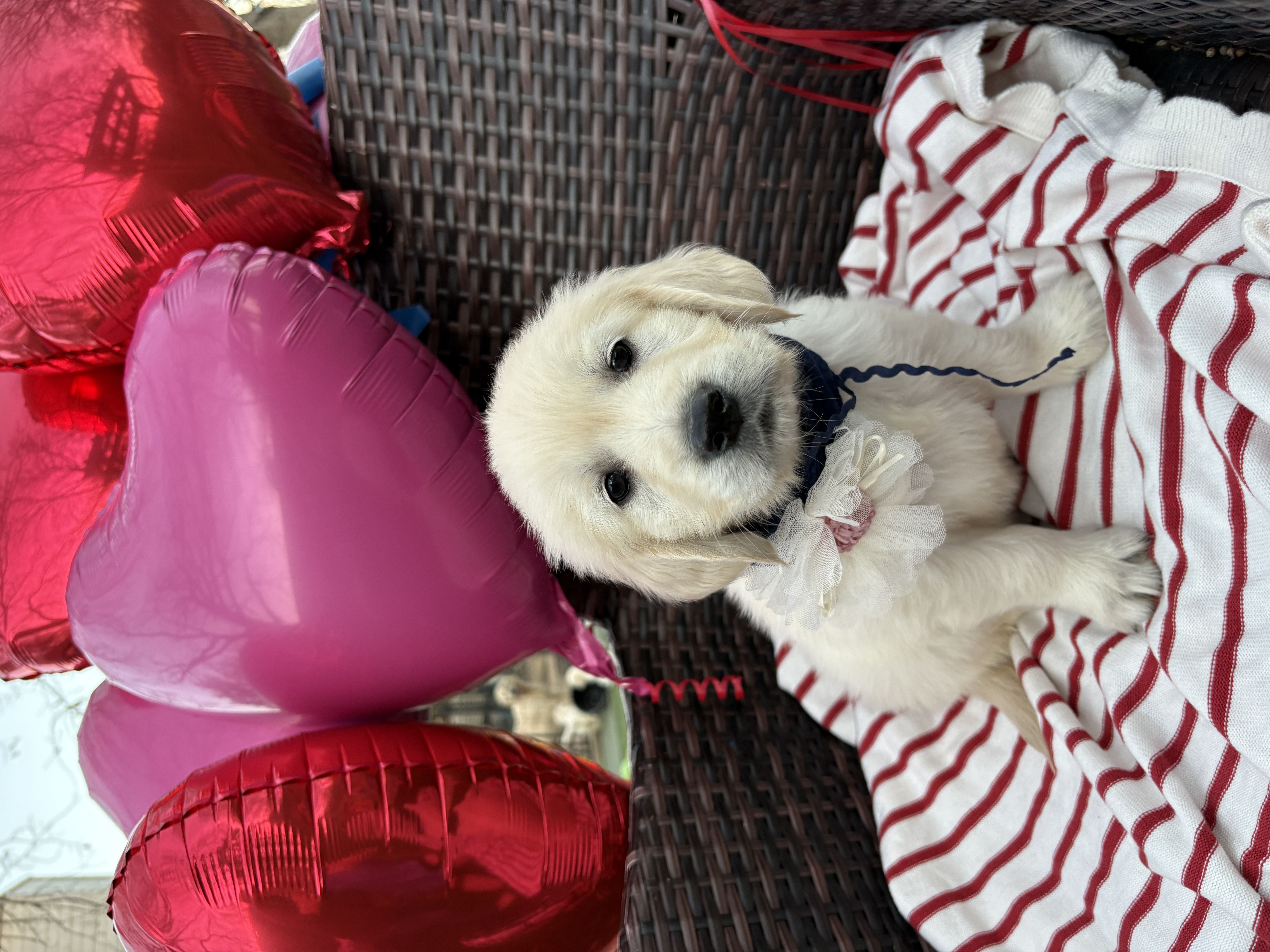 English Cream puppy celebrating Valentines Day