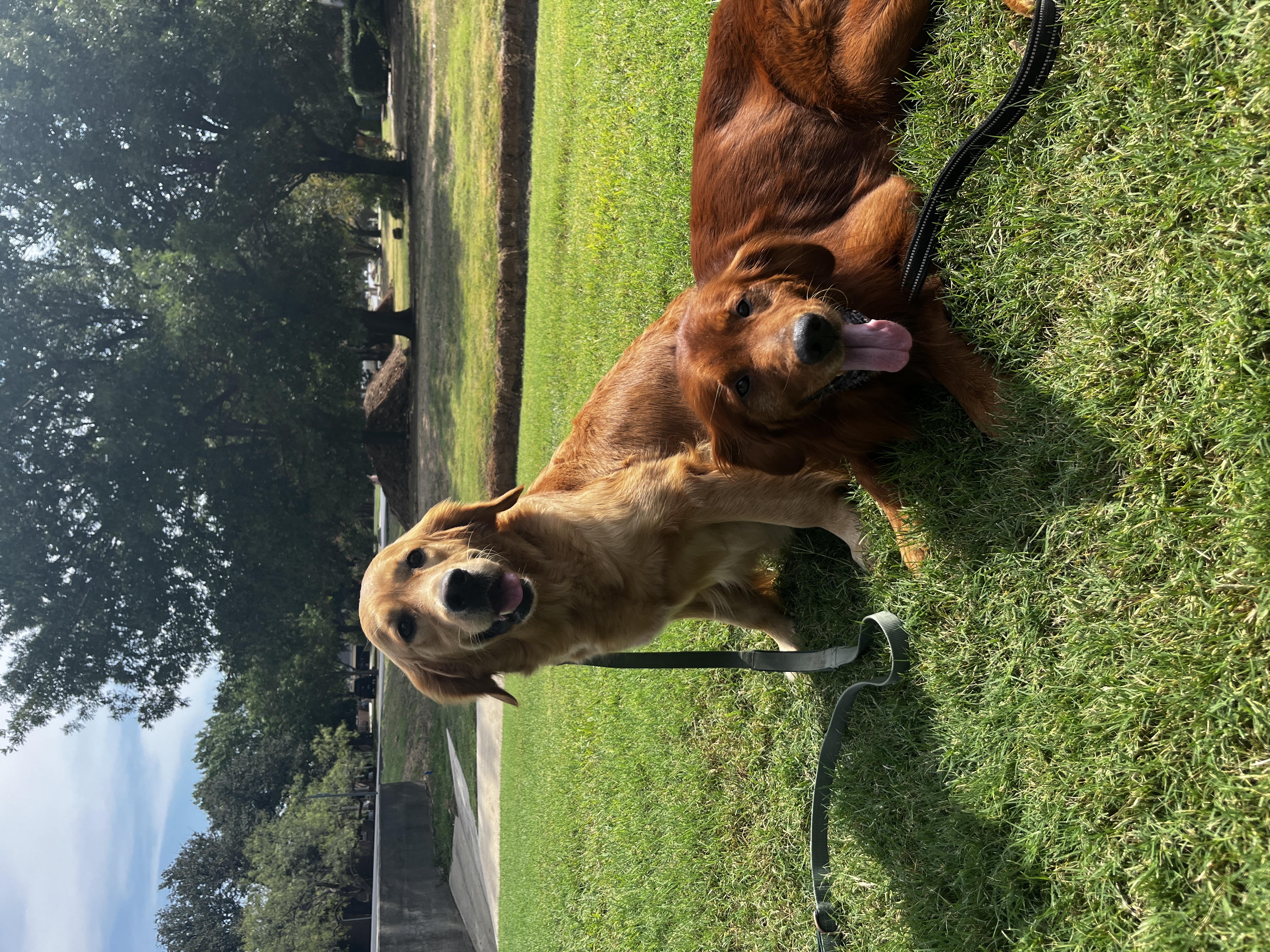 2 adult dogs announcing the pair is pregnant