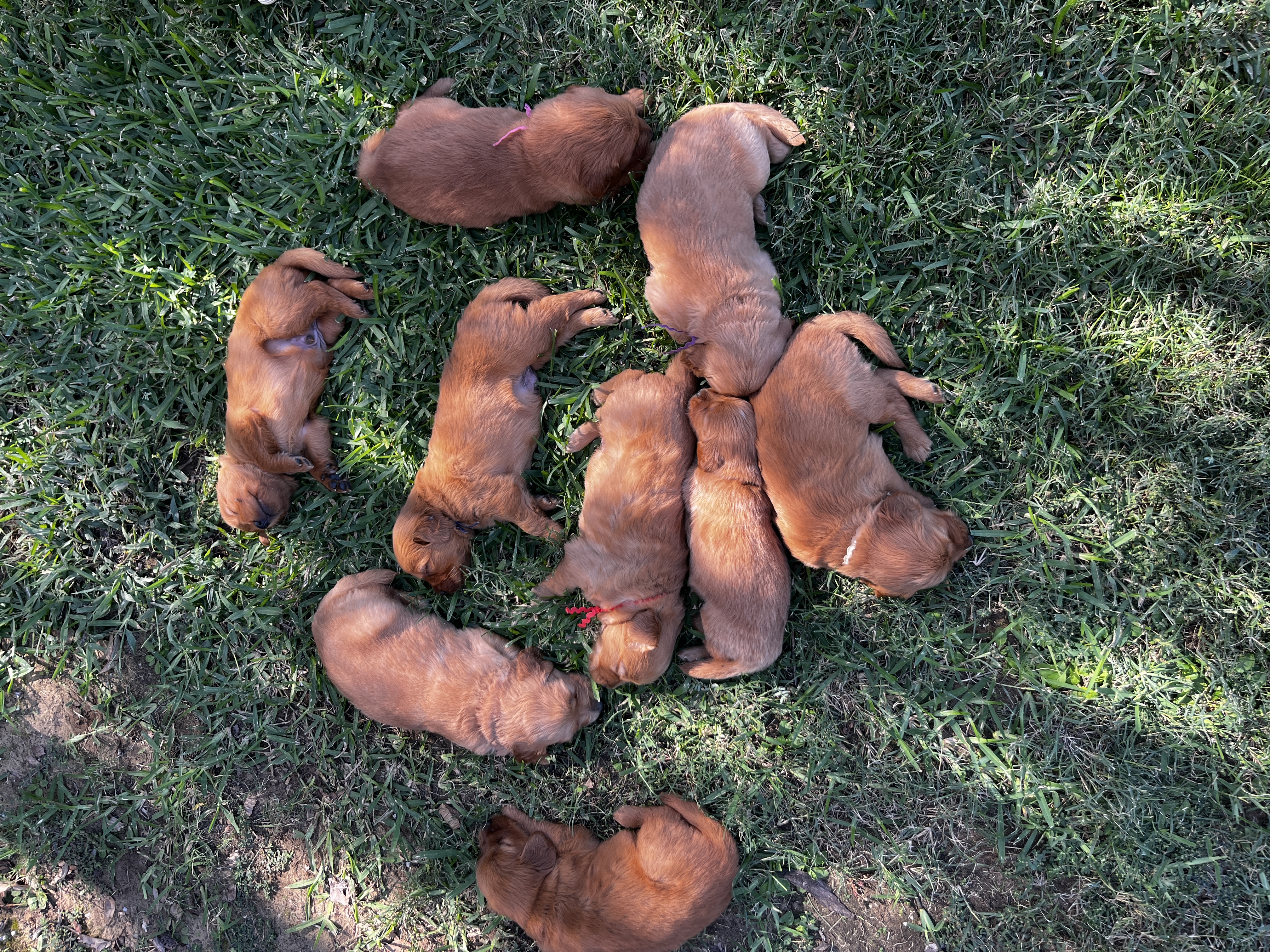 Pack of puppies asleep in the grass