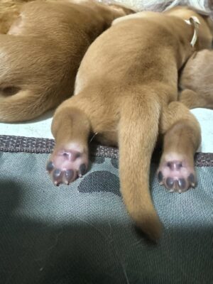 Newborn puppy cute paws